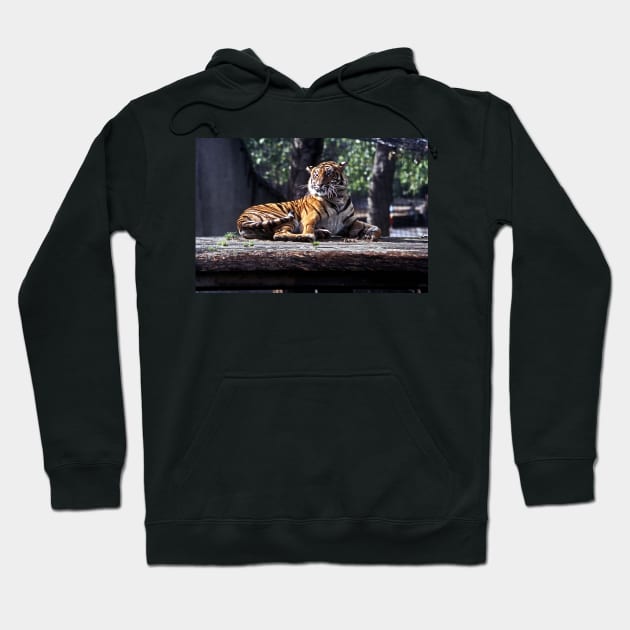 Tiger #1 - London Zoo Hoodie by Bierman9